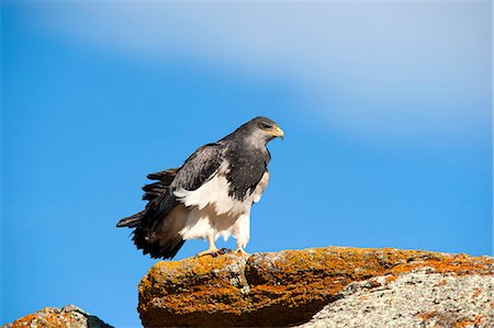Black chested buzzard eagle (Geranoaetus Melanoleucus) adult female, Santa Cruz province, Patagonia, Argentina, South America Stock Photo - Rights-Managed, Code: 841-07589962