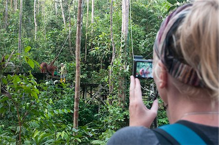 simsearch:841-07782905,k - Tourist watching rehabilitated orangutans arriving  at Semenggoh Orangutan Rehabilitaion Centre, near Kuching in Sarawak, Borneo, Malaysia, Southeast Asia, Asia Foto de stock - Con derechos protegidos, Código: 841-07589984