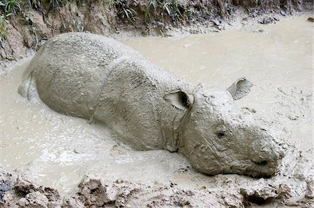 simsearch:841-02924000,k - Female Sumatran rhino (Borneo rhino) (Dicerorhinus sumatrensis) in wallow, Tabin Reserve, Sabah, Borneo, Malaysia, Southeast Asia, Asia Foto de stock - Con derechos protegidos, Código: 841-07589988