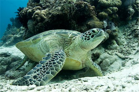 Green sea turtles (Chelonia mydas) common around Pom Pom Island, an important nesting grounds for these marine turtles, Celebes Sea, Sabah, Malaysia, Southeast Asia, Asia Foto de stock - Con derechos protegidos, Código: 841-07589998