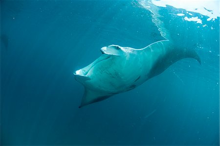 eating (animals eating) - Manta ray (Manta birostris) feeding on zooplankton by extending its cephalic lobes, Yum Balam Marine Protected Area, Quintana Roo, Mexico, North America Stock Photo - Rights-Managed, Code: 841-07590005