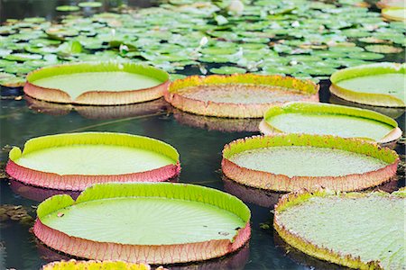 Lily pads, Botanic Gardens, Singapore, Southeast Asia, Asia Stockbilder - Lizenzpflichtiges, Bildnummer: 841-07590115