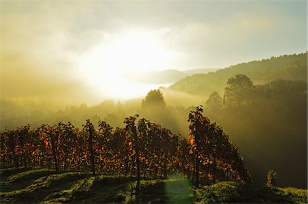sunny vineyard - Vineyard landscape, near Buehlertal, Ortenau, Baden Wine Route, Baden-Wurttemberg, Germany, Europe Stock Photo - Rights-Managed, Code: 841-07590142
