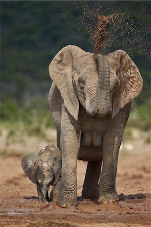 African elephant (Loxodonta africana) mother showering, Addo Elephant National Park, South Africa, Africa Foto de stock - Direito Controlado, Número: 841-07590167