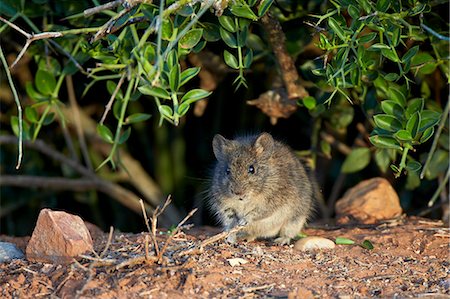 rodent - Angoni Vlei rat (Otomys angoniensis), Addo Elephant National Park, South Africa, Africa Stock Photo - Rights-Managed, Code: 841-07590175