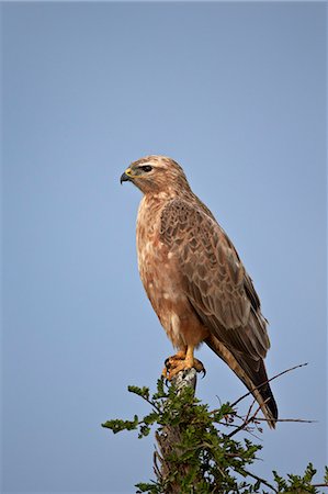 Steppe buzzard (common buzzard) (Buteo vulpinus or Buteo buteo vulpinus), Addo Elephant National Park, South Africa, Africa Stockbilder - Lizenzpflichtiges, Bildnummer: 841-07590178