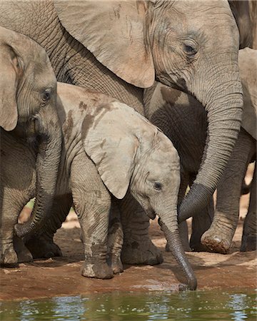 Baby African elephant (Loxodonta africana) drinking, Addo Elephant National Park, South Africa, Africa Foto de stock - Con derechos protegidos, Código: 841-07590181