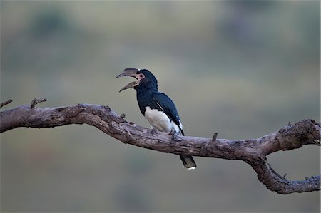 simsearch:841-07590241,k - Female trumpeter hornbill (Bycanistes bucinator) calling, Hluhluwe Game Reserve, South Africa, Africa Stock Photo - Rights-Managed, Code: 841-07590196