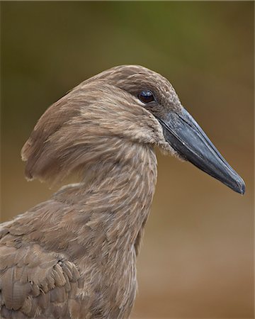 simsearch:873-06440514,k - Hamerkop (Scopus umbretta), Hluhluwe Game Reserve, South Africa, Africa Foto de stock - Con derechos protegidos, Código: 841-07590197