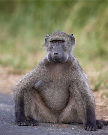 Chacma baboon (Papio ursinus) with its cheeks full of food, Hluhluwe Game Reserve, South Africa, Africa Stock Photo - Rights-Managed, Code: 841-07590192