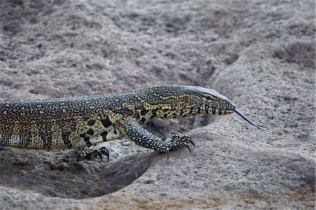 simsearch:841-07590219,k - Water monitor (Varanus niloticus), Kruger National Park, South Africa, Africa Photographie de stock - Rights-Managed, Code: 841-07590204