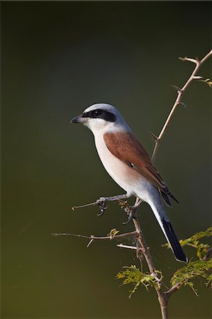 simsearch:841-07590245,k - Red-backed shrike (Lanius collurio), Kruger National Park, South Africa, Africa Photographie de stock - Rights-Managed, Code: 841-07590207
