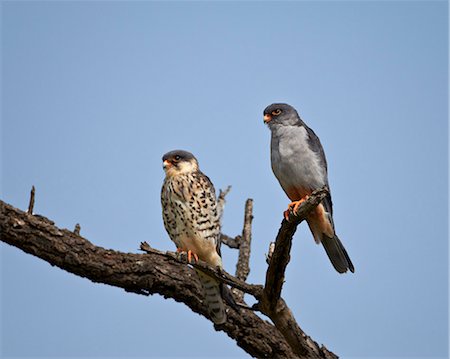 simsearch:841-08357638,k - Amur falcon (Eastern red-footed falcon) (Eastern red-footed kestrel) (Falco amurensis) pair, Kruger National Park, South Africa, Africa Foto de stock - Con derechos protegidos, Código: 841-07590208