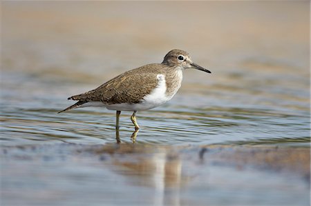 Common sandpiper (Actitis hypoleucos), Kruger National Park, South Africa, Africa Stock Photo - Rights-Managed, Code: 841-07590200