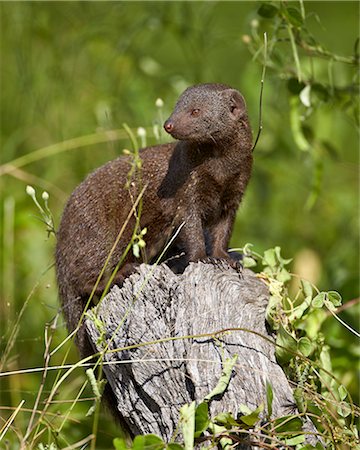 simsearch:841-07590219,k - Dwarf mongoose (Helogale parvula), Kruger National Park, South Africa, Africa Photographie de stock - Rights-Managed, Code: 841-07590201