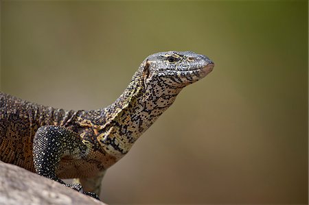 simsearch:841-07590219,k - Water monitor (Varanus niloticus), Kruger National Park, South Africa, Africa Photographie de stock - Rights-Managed, Code: 841-07590202