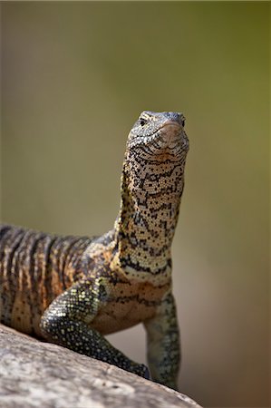 simsearch:841-07590219,k - Water monitor (Varanus niloticus), Kruger National Park, South Africa, Africa Photographie de stock - Rights-Managed, Code: 841-07590203