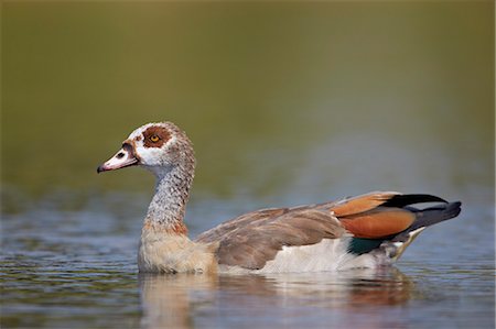 egyptian goose - Egyptian goose (Alopochen aegyptiacus), Kruger National Park, South Africa, Africa Stock Photo - Rights-Managed, Code: 841-07590218