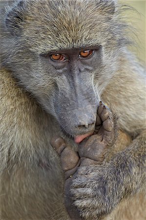 Chacma baboon (Papio ursinus) licking a wound on its foot, Kruger National Park, South Africa, Africa Stock Photo - Rights-Managed, Code: 841-07590211