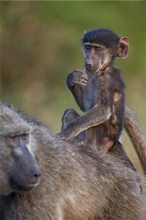 primative - Infant Chacma baboon (Papio ursinus) riding on its mother's back, Kruger National Park, South Africa, Africa Photographie de stock - Rights-Managed, Code: 841-07590212
