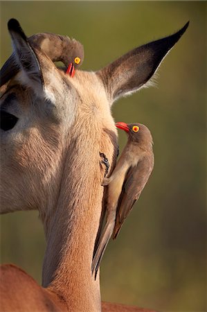 Two red-billed oxpecker (Buphagus erythrorhynchus) on an impala, Kruger National Park, South Africa, Africa Photographie de stock - Rights-Managed, Code: 841-07590229