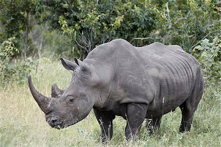 rhinocéros - White rhinoceros (Ceratotherium simum), Kruger National Park, South Africa, Africa Photographie de stock - Rights-Managed, Code: 841-07590223