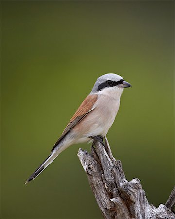 simsearch:841-07523926,k - Male Red-Backed Shrike (Lanius collurio), Kruger National Park, South Africa, Africa Photographie de stock - Rights-Managed, Code: 841-07590256