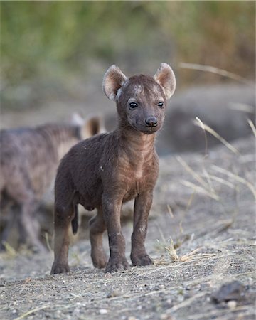 simsearch:841-03674349,k - Spotted Hyena (Spotted Hyaena) (Crocuta crocuta) pup, Kruger National Park, South Africa, Africa Foto de stock - Con derechos protegidos, Código: 841-07590267