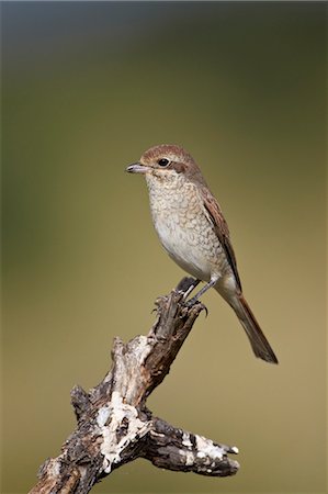 simsearch:841-07590257,k - Female Red-Backed Shrike (Lanius collurio), Kruger National Park, South Africa, Africa Photographie de stock - Rights-Managed, Code: 841-07590269