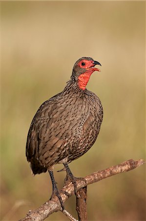 simsearch:841-05960968,k - Red-Necked Spurfowl (Red-Necked Francolin) (Francolinus afer) (Pternistes afer) calling, Kruger National Park, South Africa, Africa Stock Photo - Rights-Managed, Code: 841-07590260