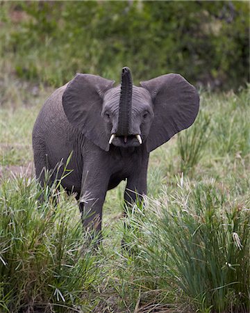 elefantito - Young African Elephant (Loxodonta africana), Kruger National Park, South Africa, Africa Foto de stock - Con derechos protegidos, Código: 841-07590261