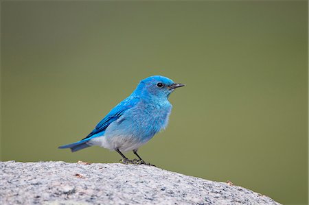 simsearch:841-07205477,k - Mountain Bluebird (Sialia currucoides) male, Yellowstone National Park, Wyoming, United States of America, North America Foto de stock - Con derechos protegidos, Código: 841-07590275