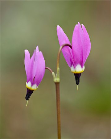 simsearch:841-06342512,k - Alpine Shooting Star (Dodecatheon alpinum), Yellowstone National Park, Wyoming, United States of America, North America Stock Photo - Rights-Managed, Code: 841-07590271
