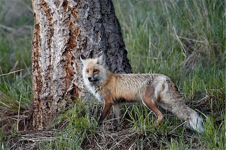 simsearch:841-07590285,k - Red Fox (Vulpes vulpes) (Vulpes fulva), Yellowstone National Park, Wyoming, United States of America, North America Foto de stock - Con derechos protegidos, Código: 841-07590273
