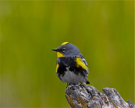 simsearch:841-09147472,k - Male Audubon's Yellow-Rumped Warbler (Dendroica coronata auduboni), Yellowstone National Park, Wyoming, United States of America, North America Photographie de stock - Rights-Managed, Code: 841-07590285