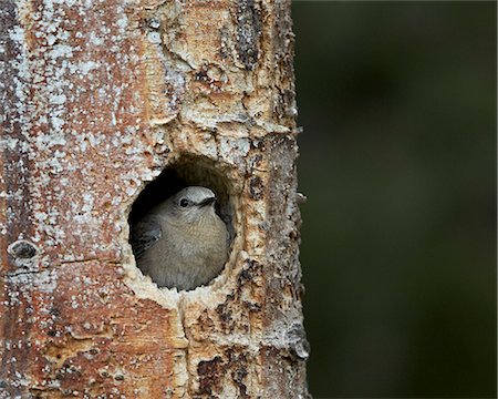 simsearch:6119-07587449,k - Female Mountain Bluebird (Sialia currucoides) at the nest, Yellowstone National Park, Wyoming, United States of America, North America Foto de stock - Con derechos protegidos, Código: 841-07590286