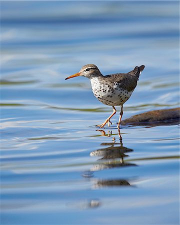 simsearch:841-08031437,k - Spotted Sandpiper (Actitis macularia), Yellowstone National Park, Wyoming, United States of America, North America Photographie de stock - Rights-Managed, Code: 841-07590291