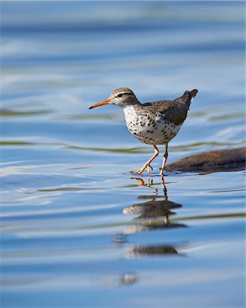 simsearch:841-09155240,k - Spotted Sandpiper (Actitis macularia), Yellowstone National Park, Wyoming, United States of America, North America Foto de stock - Con derechos protegidos, Código: 841-07590291