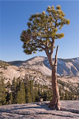 Jeffery Pine at Olmstead Point in autumn, Yosemite National Park, UNESCO World Heritage Site, California, United States of America, North America Stock Photo - Rights-Managed, Code: 841-07590348