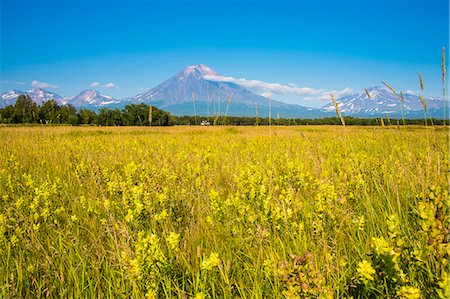 Wild flower field and the Avachinskaya Sopka volcano near Petropavlovsk-Kamchatsky, Kamchatka, Russia, Eurasia Foto de stock - Con derechos protegidos, Código: 841-07590454