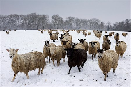 Sheep in wintry field, near Broadway, Worcestershire, The Cotswolds, England, United Kingdom, Europe Photographie de stock - Rights-Managed, Code: 841-07590535
