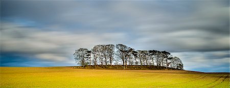 Copse atop drumlin near Boroughbridge on a showery spring evening, North Yorkshire, Yorkshire, England, United Kingdom, Europe Foto de stock - Con derechos protegidos, Código: 841-07590544