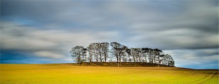 simsearch:841-06344984,k - Copse atop drumlin near Boroughbridge on a showery spring evening, North Yorkshire, Yorkshire, England, United Kingdom, Europe Photographie de stock - Rights-Managed, Code: 841-07590544