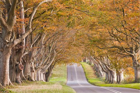 The beech avenue at Kingston Lacy in full autumn colour, Dorset, England, United Kingdom, Europe Stockbilder - Lizenzpflichtiges, Bildnummer: 841-07590589