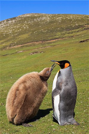 pinguino reale - King penguin (Aptenodytes patagonicus) feeding chick inland, the Neck, Saunders Island, Falkland Islands, South America Fotografie stock - Rights-Managed, Codice: 841-07600144