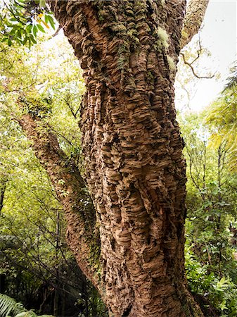 Cork oak tree (Quercus suber), Botanic Gardens, Wellington, North Island, New Zealand, Pacific Photographie de stock - Rights-Managed, Code: 841-07600145
