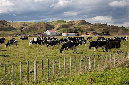 Friesian dairy cows, Turakina Valley near Whanganui, New Zealand, Pacific Stock Photo - Rights-Managed, Code: 841-07600146