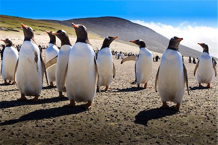 Gentoo penguin (Pygoscelis papua) group displays inquisitive behaviour, the Neck, Saunders Island, Falkland Islands, South America Fotografie stock - Rights-Managed, Codice: 841-07600141