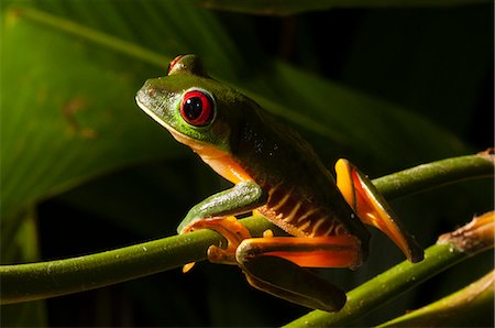 photos manuel antonio national park - Red-eyed tree frog (Agalychnis callidryas), Manuel Antonio National Park, Costa Rica, Central America Stock Photo - Rights-Managed, Code: 841-07600153