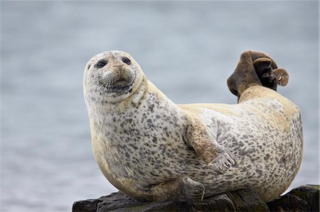 Harbor Seal (Common Seal) (Phoca vitulina), Iceland, Polar Regions Stock Photo - Rights-Managed, Code: 841-07600188